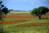 Clicca qui per vedere l'immagine in dettaglio